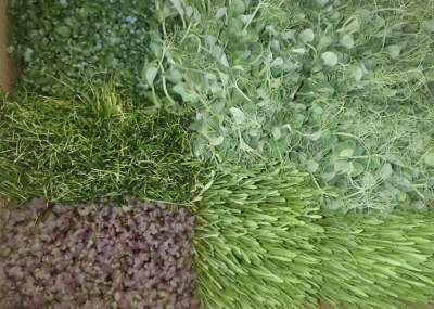 Rūtenberga Lauku labumi