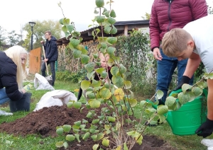 Pļavas ielas terasē stādām kokus un dekoratīvos krūmus