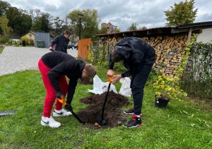 Pļavas ielas terasē stādām kokus un dekoratīvos krūmus