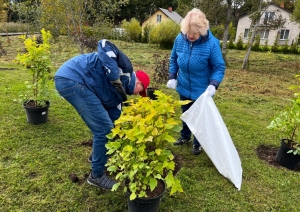 Pļavas ielas terasē stādām kokus un dekoratīvos krūmus